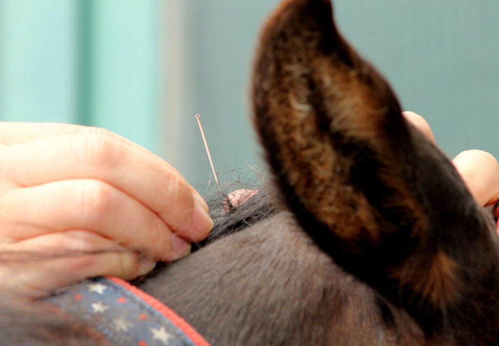 Akupunktur Pferd